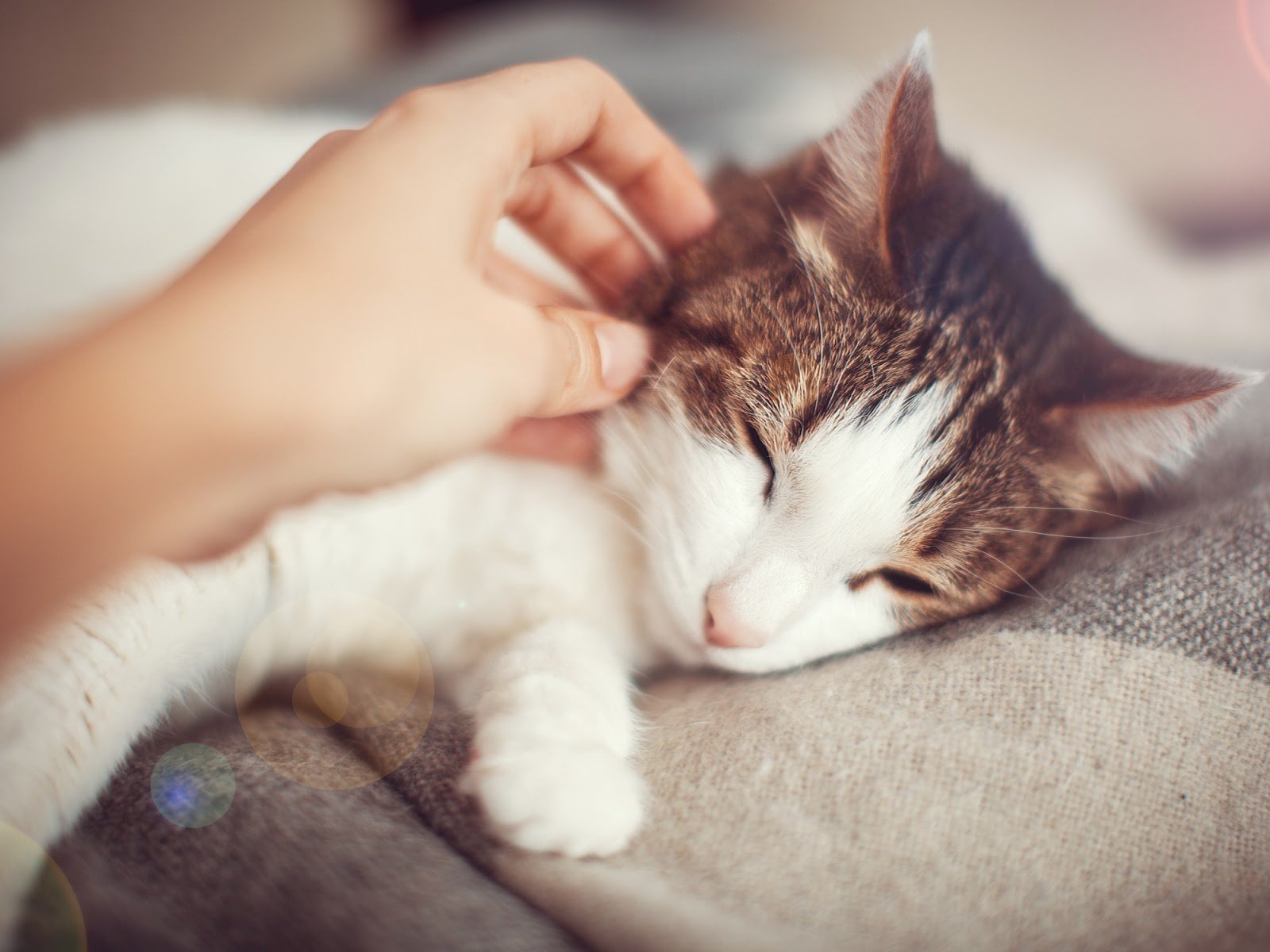 8 ways to best friends with your cat